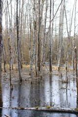 Bäume stehen im Moor bei Wolfegg im Allgäu unter Wasser