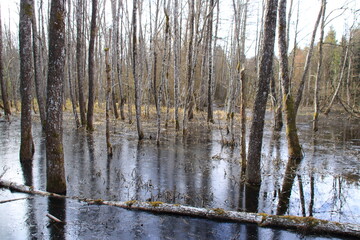 Bäume stehen im Moor bei Wolfegg im Allgäu unter Wasser