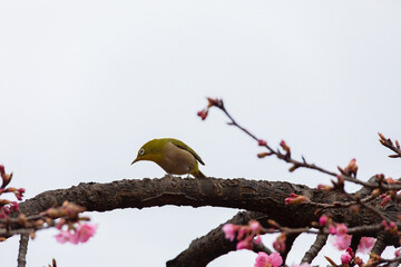 Japanese White-eye and Cerasus lannesiana Carriere at Shibuya, Tokyo, Japan