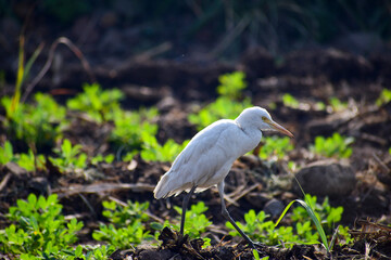 Cattle Egret bird in the forest.