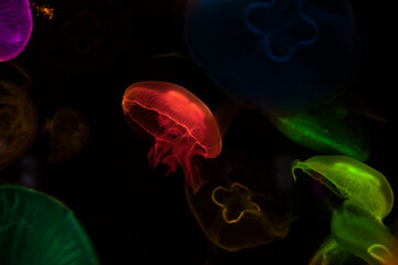 Low key jellyfish in sea saltwater aquarium ocean life, color photography with space for text  © Serhii