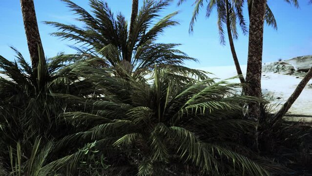 Plantation of date palms intended for healthy food production