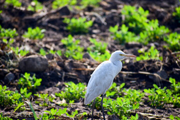Cattle Egret bird in the forest.