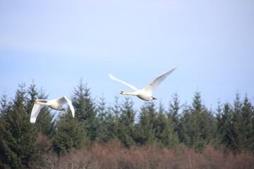 2 fliegende Schwäne über einem Waldstück