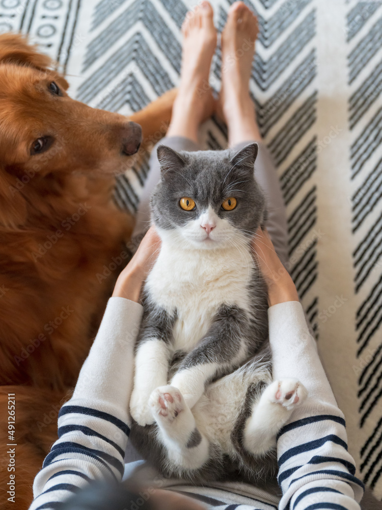 Wall mural Owner hugs British Shorthair cat with golden retriever next to him