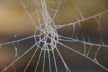 Spinnennetz von Eis bedeckt