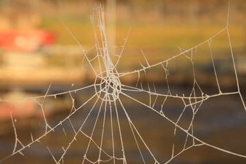 Spinnennetz von Eis bedeckt