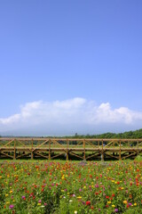 花畑と橋