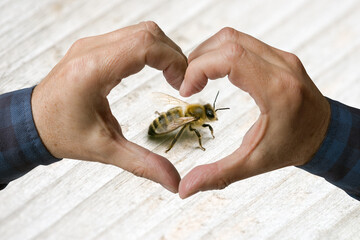 Hände formen ein Herz für Bienen