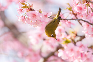 Japanese White-eye and Cerasus lannesiana Carriere at Shibuya, Tokyo, Japan