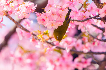 Japanese White-eye and Cerasus lannesiana Carriere at Shibuya, Tokyo, Japan