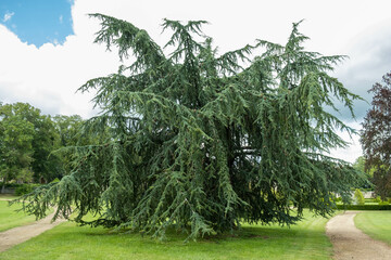 Cedrus atlantica, Cèdre de l'Atlas