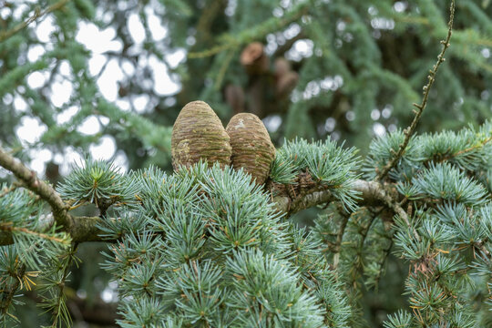 Cedrus atlantica, C&egrave;dre de l'Atlas