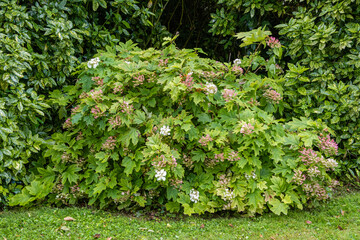 Hydrangea quercifolia