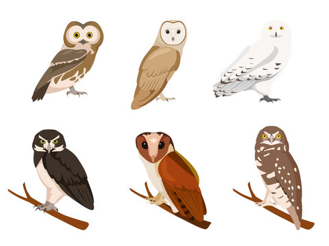 Set of owls in cartoon style. Vector illustration of birds of prey isolated on white background. Types of owls in the picture burrowing, oriental bay, snowy, speckled, barn owl, northern saw-whet.