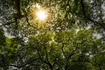View from below of Crown shyness trees pattern in rain forest .of southern  of Thailand.
