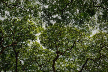 View from below of Crown shyness trees pattern in rain forest .of southern  of Thailand.