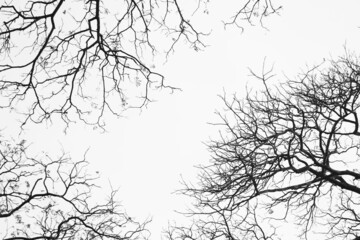 Obraz premium Bare branches of the tree in nature ,natural background.