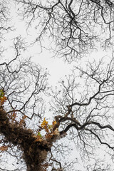 Bare branches of the tree in nature ,natural background.