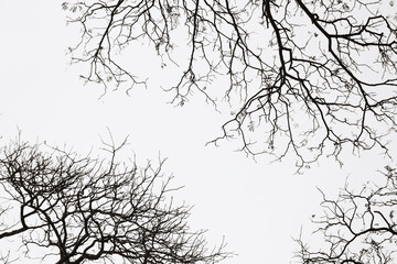 Bare branches of the tree in nature ,natural background.