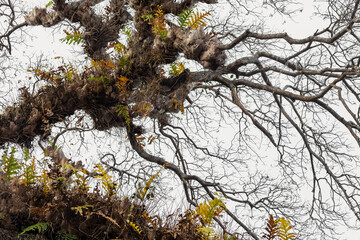 Bare branches of the tree in nature ,natural background.