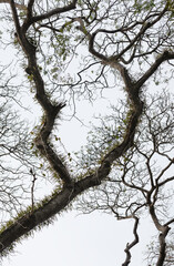 New leaves othe trees in forest.Nature background for spring and early summer.