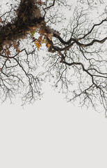 Bare branches of the tree in nature ,natural background.