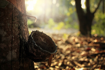 Rubber tree and bowl,The plantation economy of Southeast Asia.Selective focus and color toned.