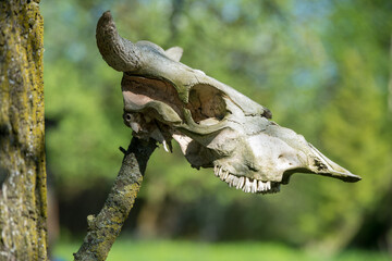 Horned cow head skeleton hanging on wood.