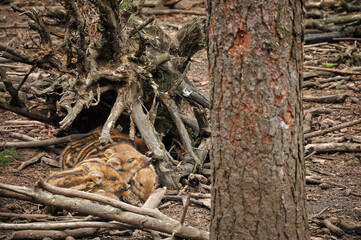 Baby wild boars resting next to fallen tree trunks, wildlife, 
