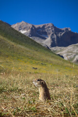 marmot in the mountains