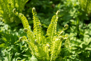 Natural fern leaf cover closeup photo.