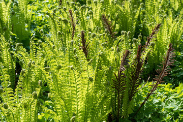 Natural fern leaf cover closeup photo.