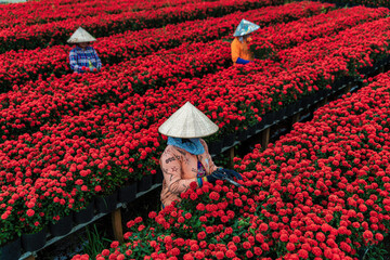 People are harvesting flowers in Sa Dec city, Dong Thap province, Vietnam