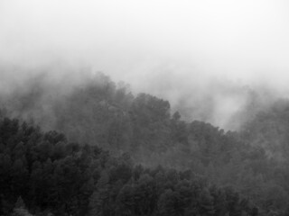 Bosque con niebla en blanco y negro