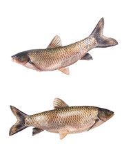  white grass carp  (14 kilogram) isolated on a white background
