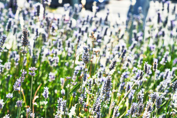 Fototapeta premium Beautiful lavender plant closeup image