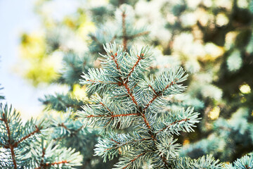 Beautiful spruce tree image