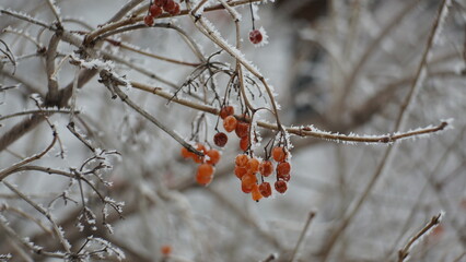 red berries in snow