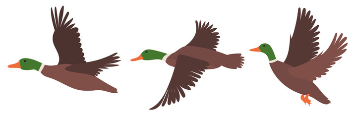 ducks flat design, cartoon, isolated vector