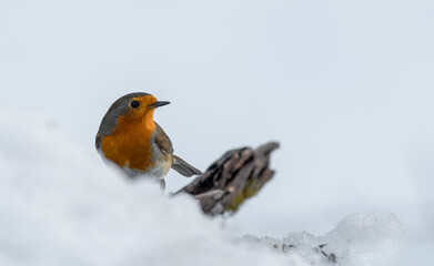 robin, bird, natur, winter, wild lebende tiere, schnee, tier, wild, rot,