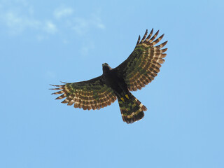 Black Hawk-Eagle - Spizaetus tyrannus – gavião-pega-macaco