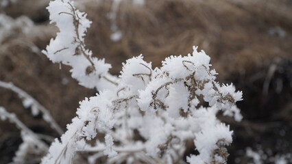 snow covered branches of tree