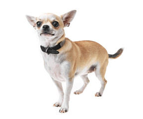 Beautiful and cute white and brown mexican chihuahua dog over isolated background. Studio shoot of purebreed miniature chihuahua puppy.