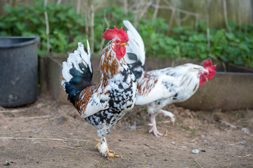 Beautiful motley rooster walks around the yard in village