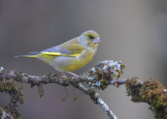 Männlicher Grünfink