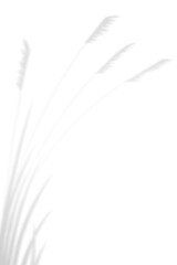 Abstract background of natural shadows grass flower and tropical leaves overlay on a white wall background, summer seasonal concept.