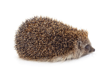 One brown hedgehog.