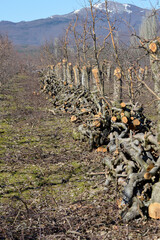 old apple trees cut in an orchard