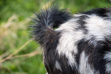 Fluffy tail on a brown with spots goat